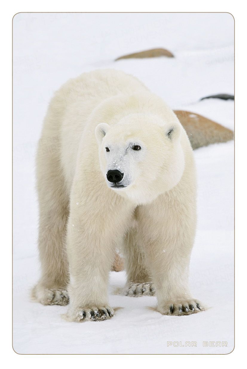 Открытка из серии "Хозяин Арктики" (Polar Bear)